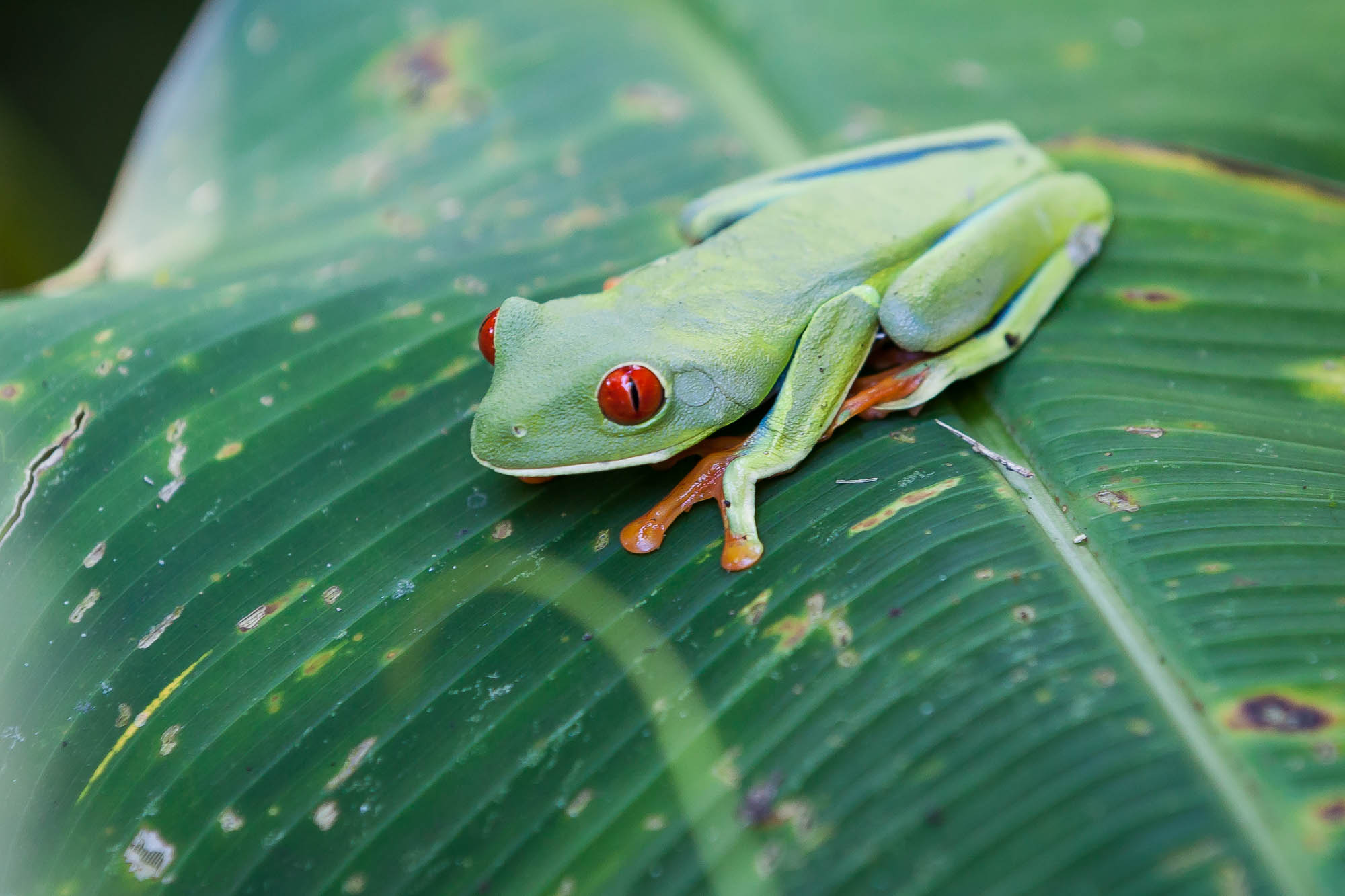 red-eyed tree frog
